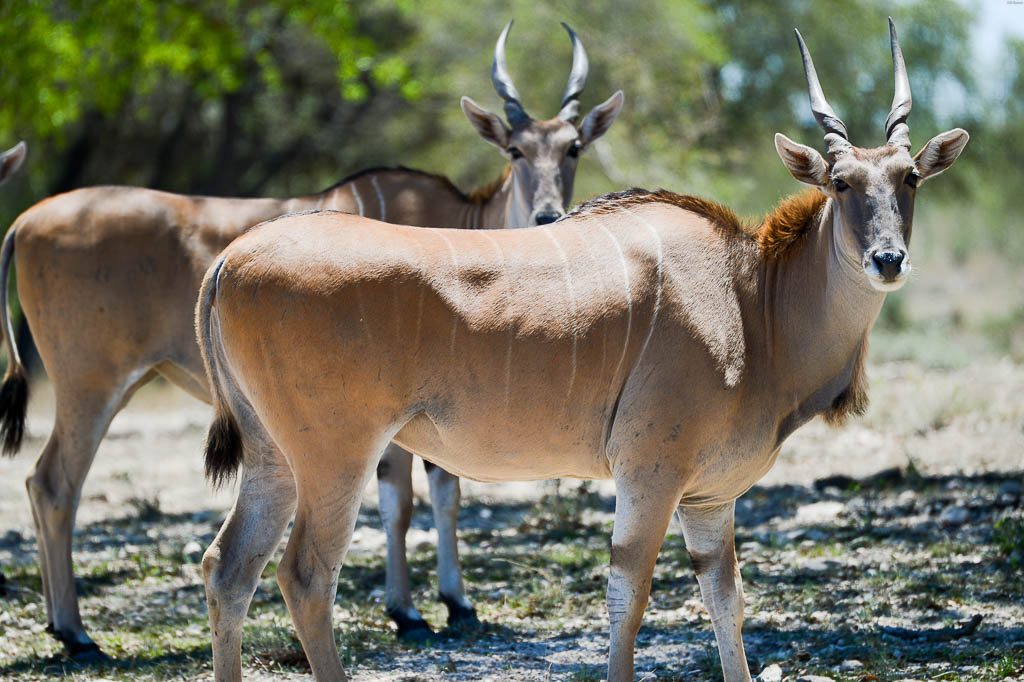 Sex dating  Antelope